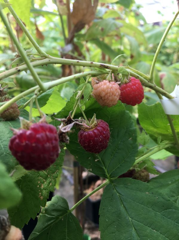 Himbeere Aroma Queen Höhe 60100 Wuchsform Strauch Wurzel im Topf